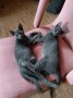 Tom und Jerry (3)